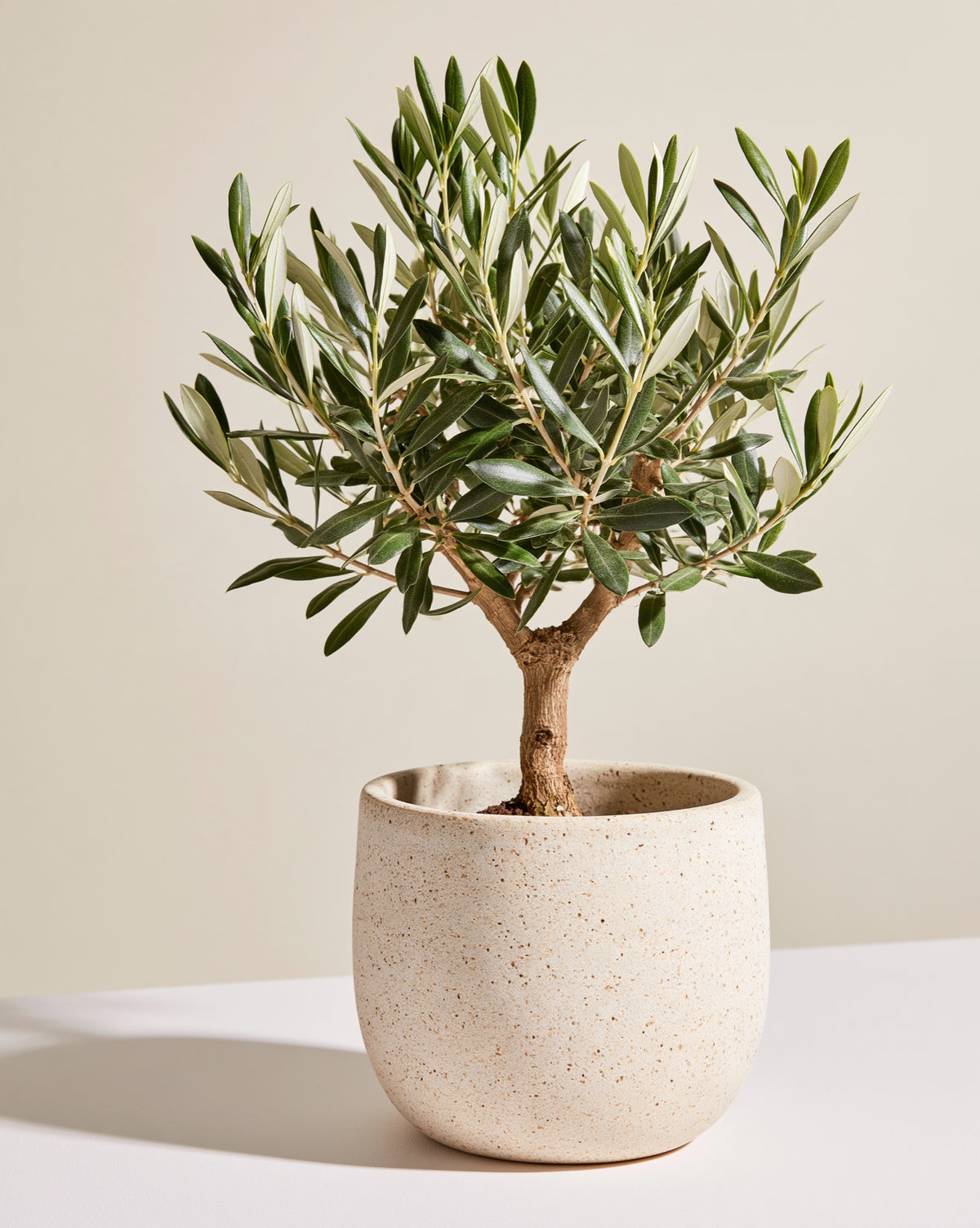 Mini Olive Tree