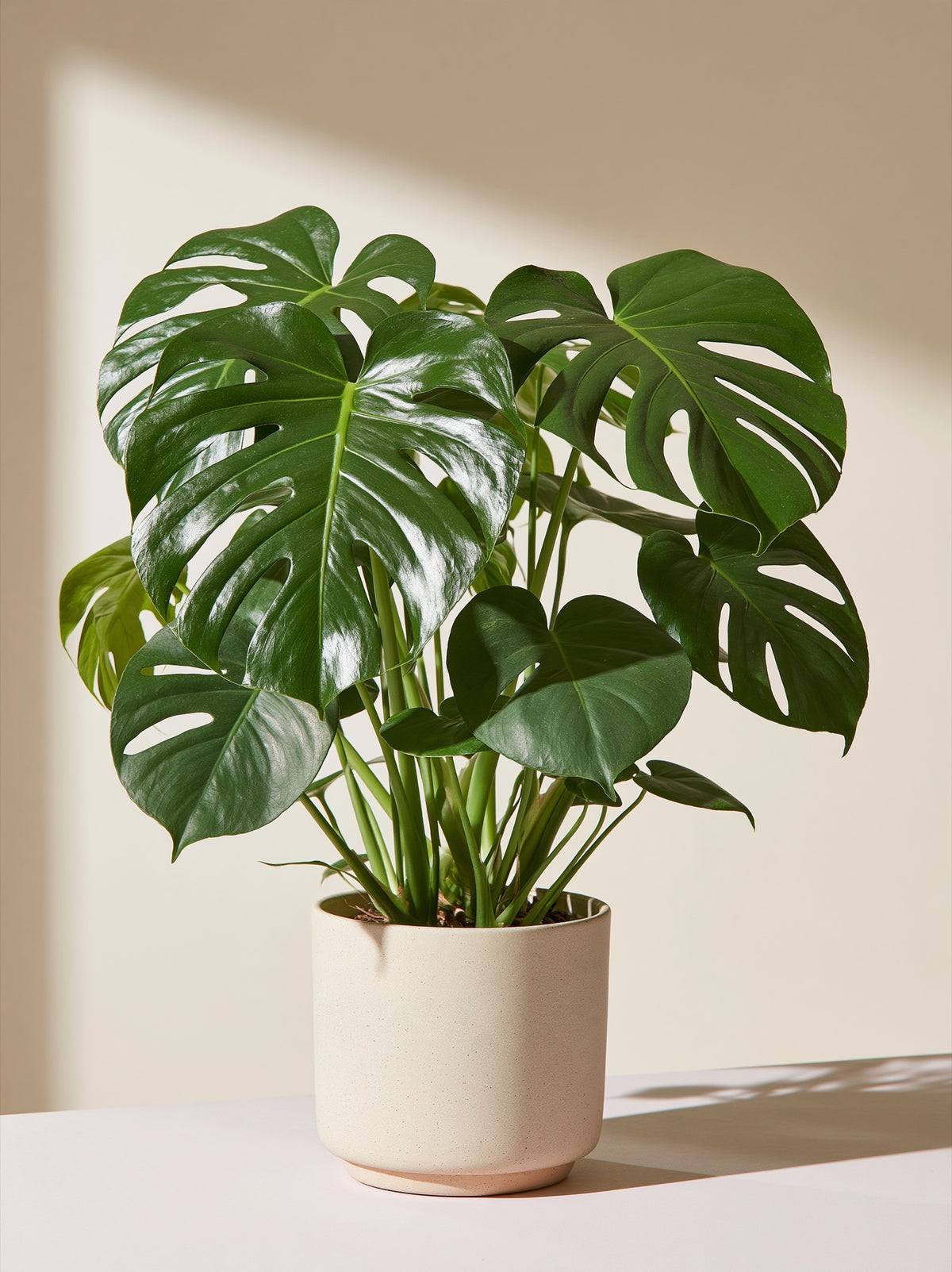 Monstera Deliciosa