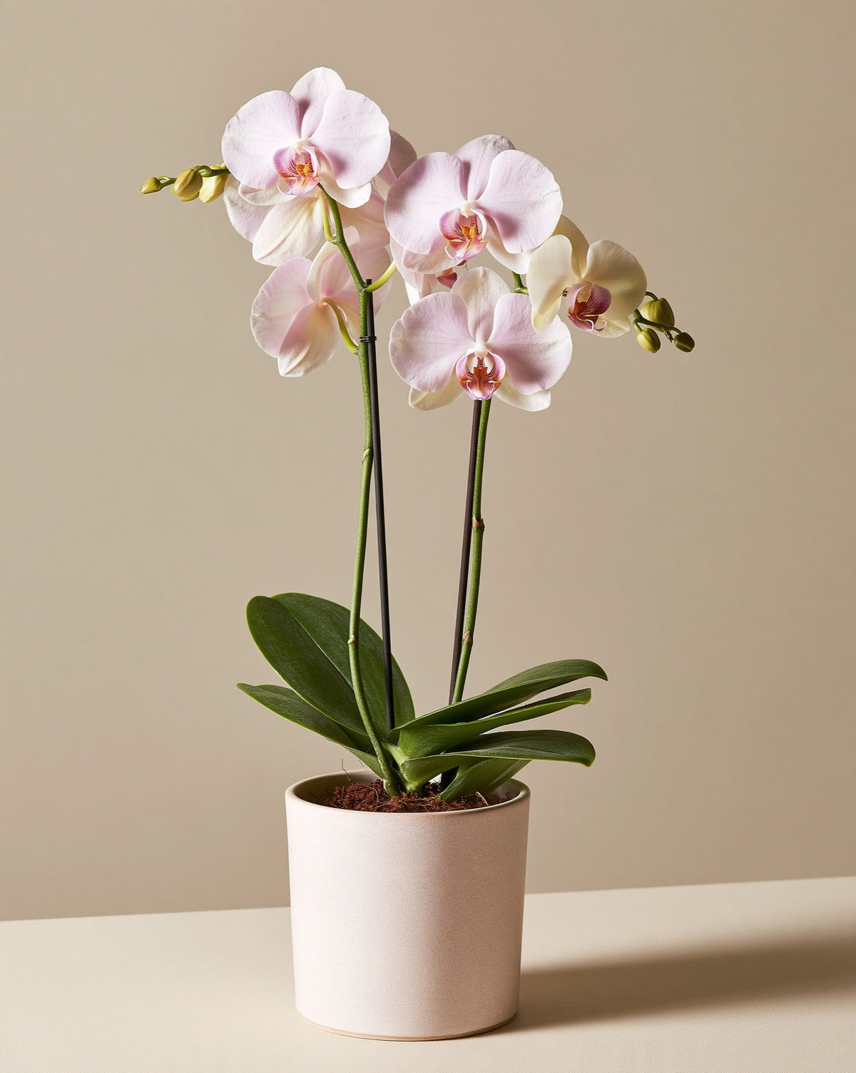 Orchid Plant