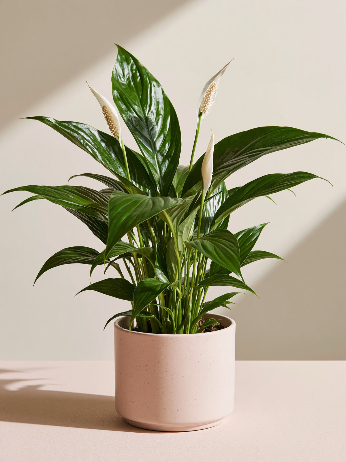 Peace Lily